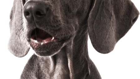 İnceKöy’de En İyi Veteriner Bulmanın Yolları