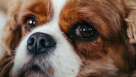 Bağlar’da veteriner seçerken dikkat edilmesi gerekenler!